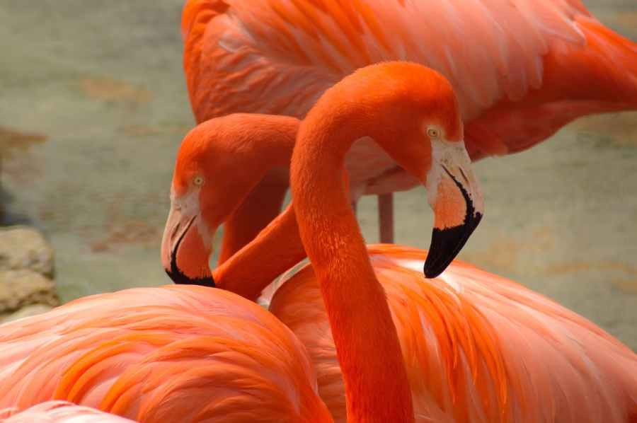 flamingo-900x598px
